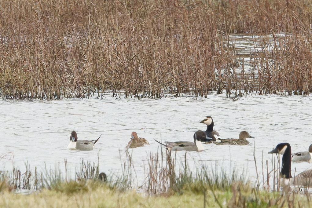 Photo of Barnacle Goose